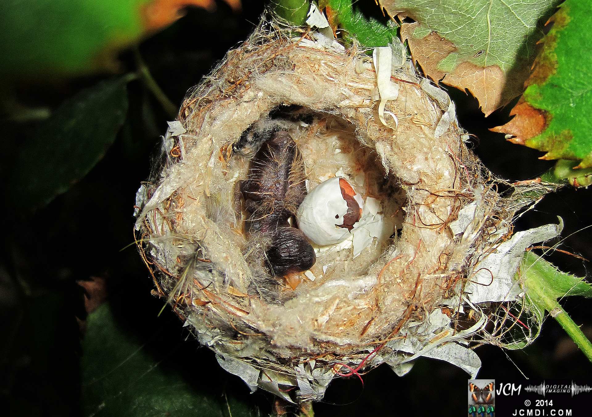 Allens Hummingbird nest with funky egg